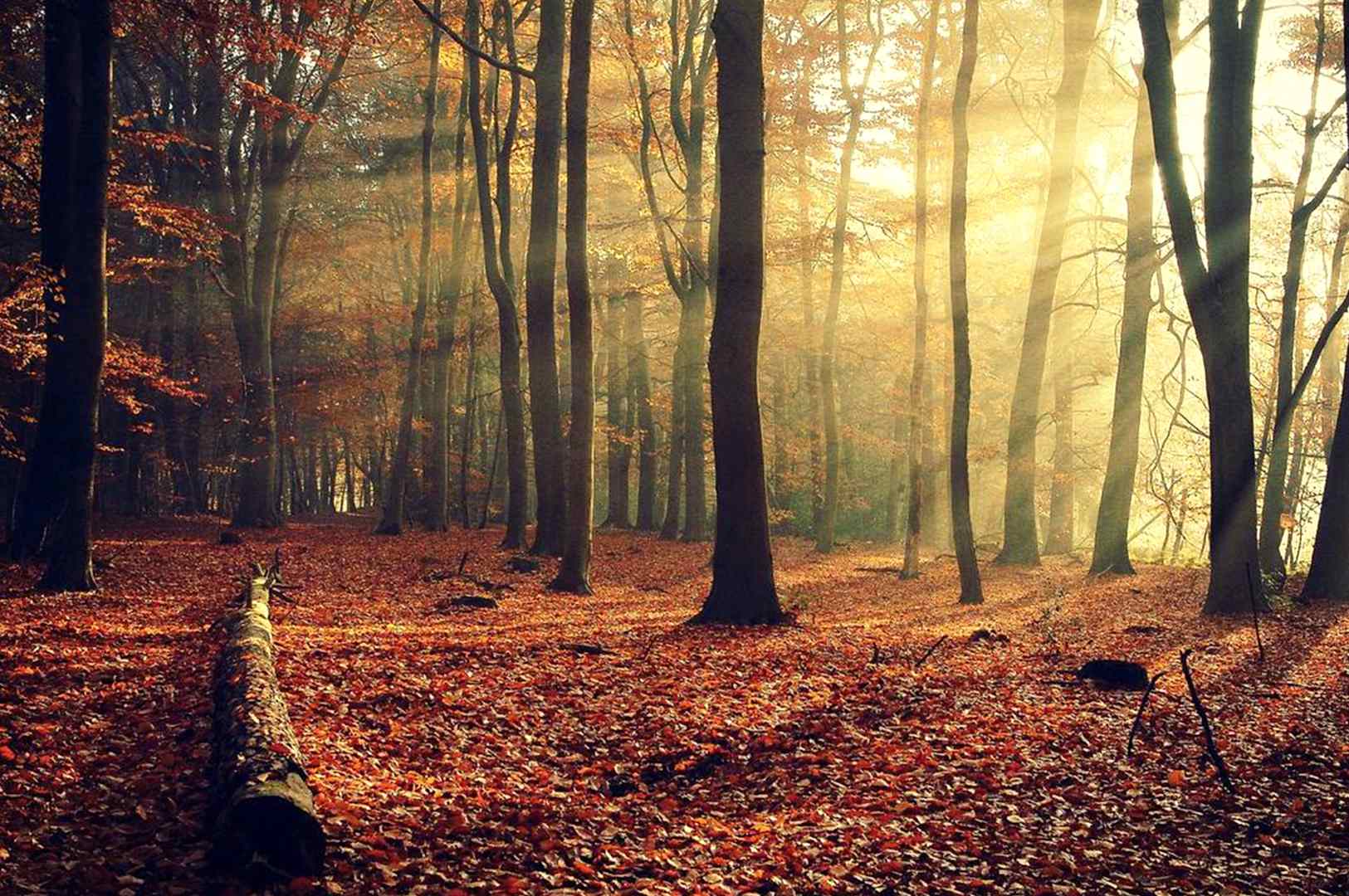 Kent Ahşap Orman Ürünleri